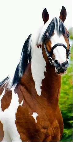 One Of The Most Famous Of The Baroque Type Horses The Andalusian 2